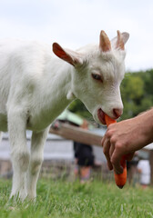 Obraz premium Farmer feeds baby goat. Male hand holding carrot. Cute goat kid on a green grass. Farm living concept. 