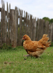 Close up photo of hen outdoors. 