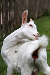 Bay goat on a farm. Goat kid close up photo. Cute domestic animal on green grass. 