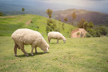 sheeps in field on mountain,