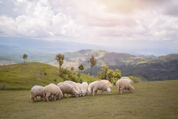 sheeps in field on mountain,