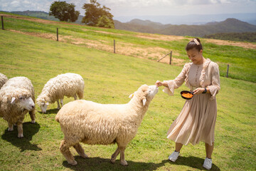 Positive young asian woman farmer working on livestock farm, feeding sheeps