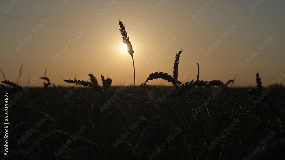 Wall mural Ripe wheat spikelets on golden field glowing by the orange sunset light. Industrial and nature background. Ukraine, Europe. UHD 4k video