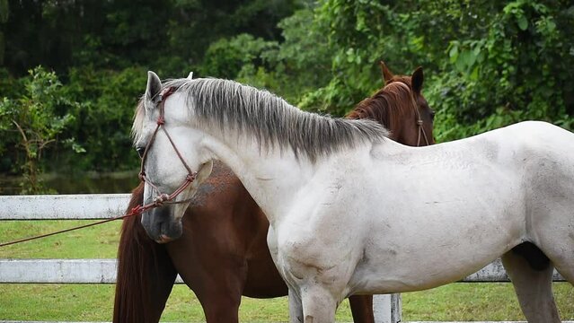 male white horse snuggles with a female brown horse for mating purposes and breed and hybridize