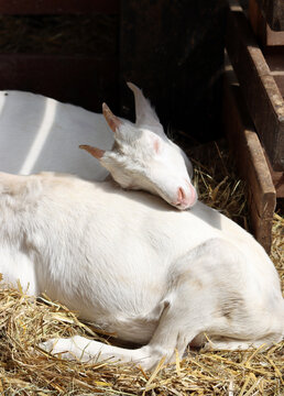Sleeping baby goat close up photo. Cute white goats on a farm. Countryside living concept. 