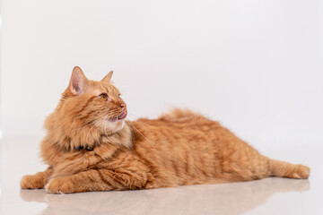The ginger cat sticks out its tongue look up and sitting on cream-colored floor tiles with white wall in a clean home