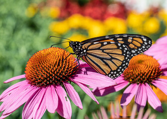 flowers and bees, macro