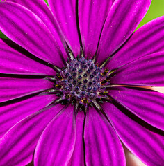Obraz premium flowers and bees, macro