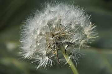 A cluse-up of dandelion bud