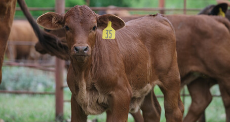 Beefmaster calf on Texas ranch closeup for beef in agriculture concept.