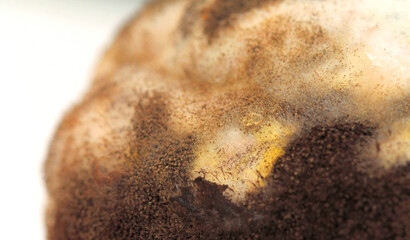 Old moldy bread with brown and green toxic fungal attack close-up