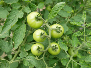 Tomatoes that are still young and still on the tree. This fruit is not yet suitable for eating and farmers will only pick it when it is ripe.