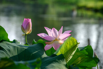 lotus flower in the pond