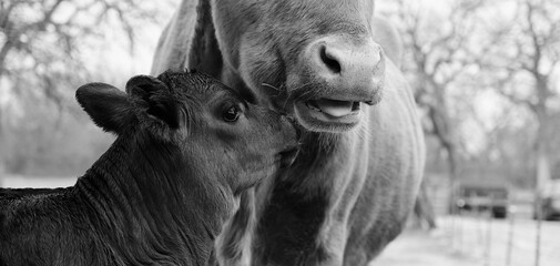 Cute calf with cow chewing cud close up on farm. - obrazy, fototapety, plakaty