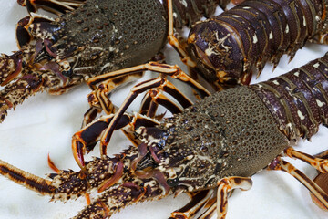 Live spiny lobsters on a white background on the counter of a fish store