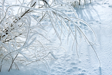 .hoarfrost covers the branches of a plant on a cold winter day, frost ice, white frost