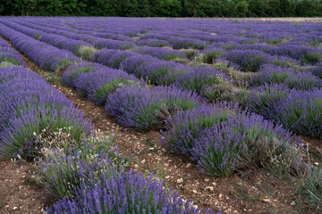 Naklejka na ściany i meble Lavender field in Provence region