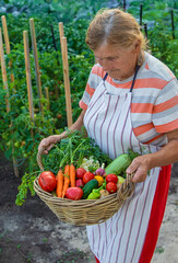 Senior woman harvesting vegetables in the garden. Selective focus.