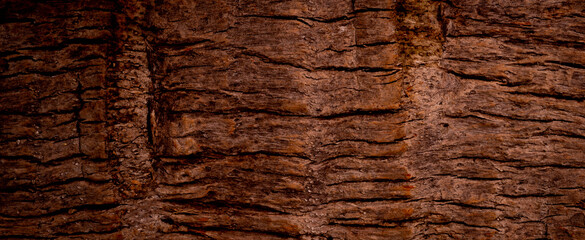 Fototapeta premium wood texture