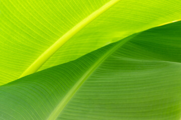 beautiful green banana leaf backlit sun texture background pattern