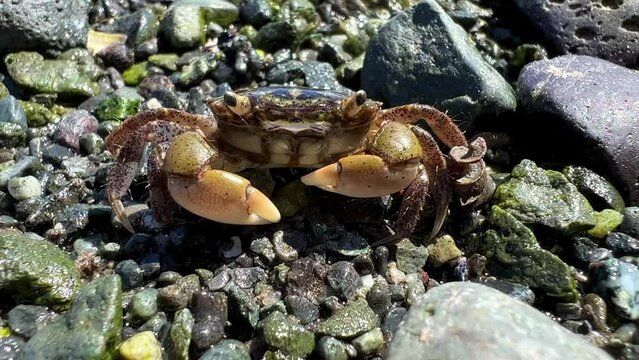 macro video about life under water small crab sits clattering its claws defends itself from a camera that is very close its mouth is moving antennae hairs on its legs are visible all details training