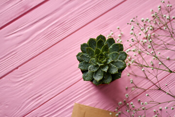 Top view sempervivum plant with water drops. Pink wooden background.