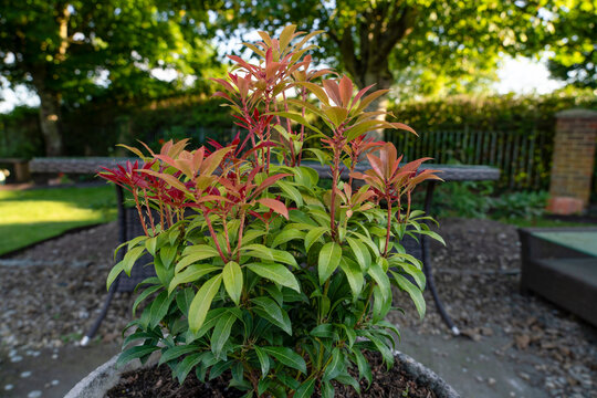 Close Up Of A Pieris Mountain Fire - Lily Of The Valley Shrub