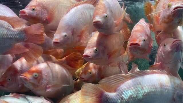 Red tilapia fish swimming in fish tank aquarium at supermarket for sale 