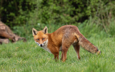 Red Fox