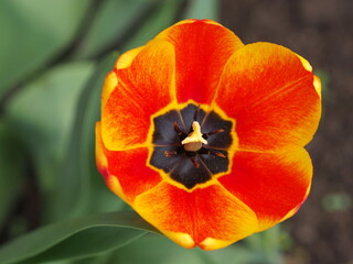 Flower of yellow-red tulip close-up. Leningrad region, Russia.