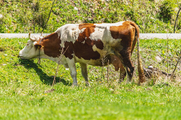 Naklejka na ściany i meble Hereford cattle with big horns stretching neck to eat grass