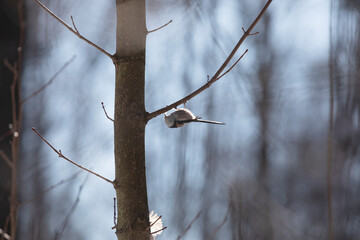 Long-tailed tit sits on a tree branch in spring