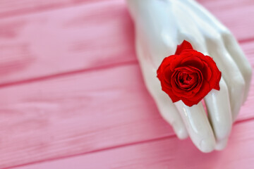 Close up white mannequin hand with rose flower. Copy space on pink wood.