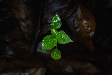 Sapling of Indian acalypha, Indian nettle or tree seeded mercury plant on natural blurred decaying leaves background.
