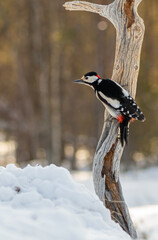 Fototapeta premium Great spotted woodpecker in winter, sweden