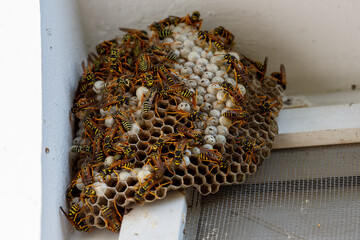 A hornet's nest on the window. The hornet's nest is close