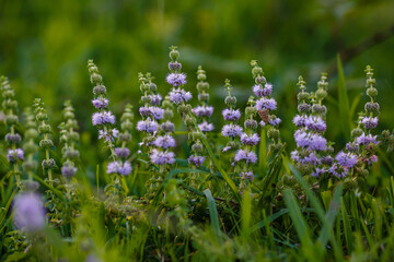 Pennyroyal ( lat. Mentha pulegium )