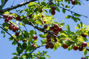 Purpure cherry plum, or splayed plum , or cherry plum ( lat. Prunus cerasifera) is a fruiting woody plant
