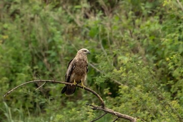 Juvinile brahminy kite (Haliastur indus),