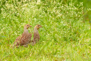 grey francolin (Ortygornis pondicerianus) pair in the bush