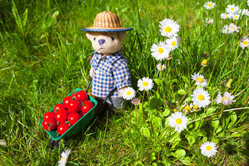 Tomato Harvest at Garden / Little teddy bear gardener transports tomatoes by wheelbarrow on daisy meadow - 522059057