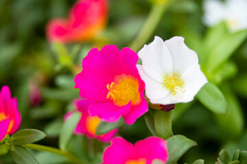 Fototapeta na wymiar 春から秋まで、可愛い花を咲かせるポーチュラカ（ハナスベリヒユ）
