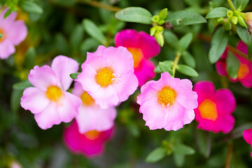 Obraz na płótnie Canvas 春から秋まで、可愛い花を咲かせるポーチュラカ（ハナスベリヒユ）