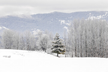 winter scene of snow-covered trees in Montana