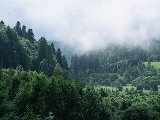 Fototapeta na wymiar Hazy fog in fairy mysterious forest with green trees