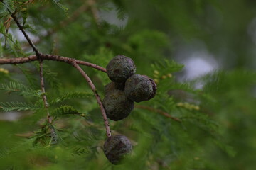 Bald Cypress Cones