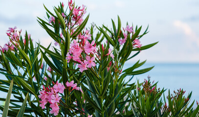 Pink oleander flowers on the background of the sky and the sea. Summer background. Background for...