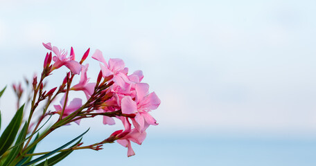 Pink oleander flowers on the background of the sky and the sea. Summer background. Background for...