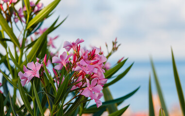 Pink oleander flowers on the background of the sky and the sea. Summer background. Background for...