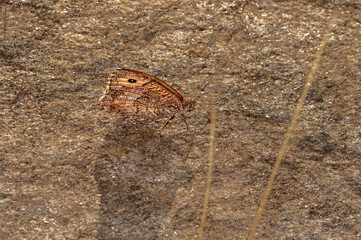 colorful little butterflies continue their generations in parks in the city